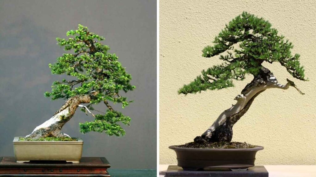 bonsai dáng trực (1)