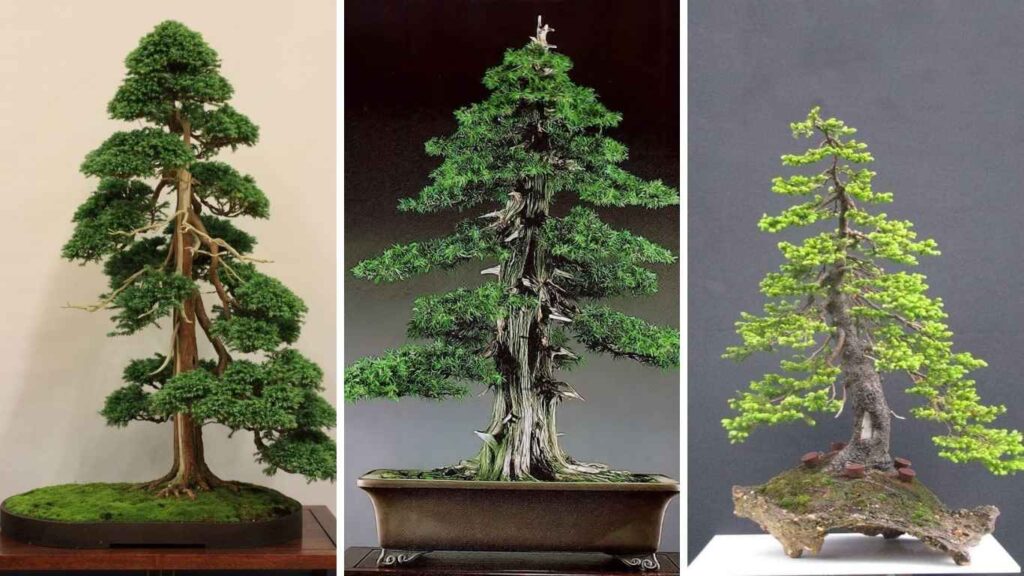 bonsai dáng trực
