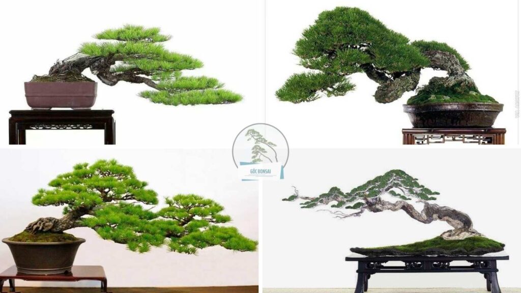 bonsai dáng trực (2)
