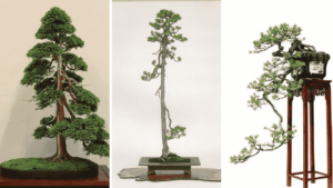 Bonsai là gì? 5 phong cách Bonsai cơ bản