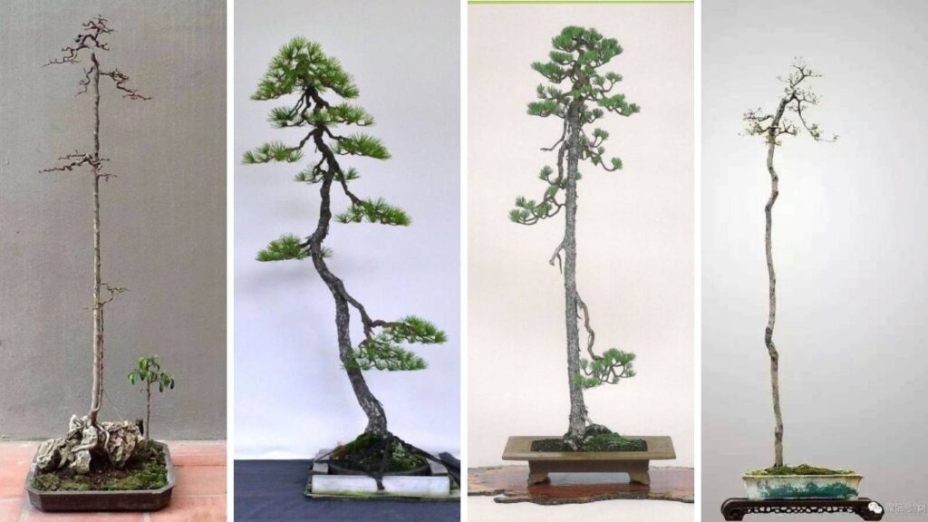 Bonsai dáng văn nhân