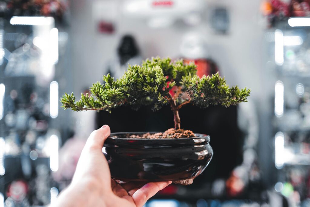 A close-up of a hand holding a miniature bonsai tree in a black pot indoors, with a blurred background.