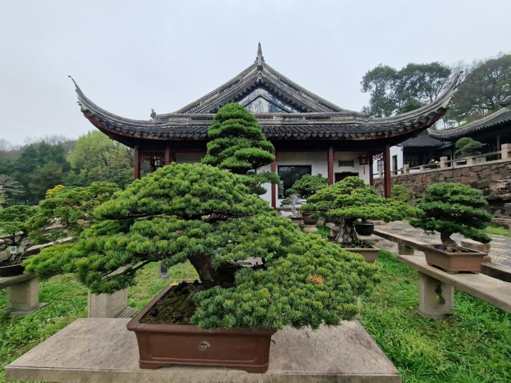 Beautiful bonsai trees in a traditional Chinese garden in Suzhou. Serene and historic setting.